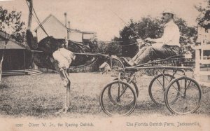 OLIVER W. JR THE RACING OSTRICH FARM JACKSONVILLE FLORIDA POSTCARD (c.1905)