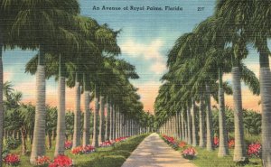 Vintage Postcard 1930's An Avenue Pathway Palm Trees of Royal Palms Florida FL