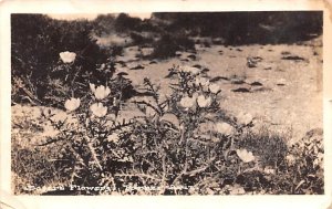 Desert Plants Parker, Arizona AZ