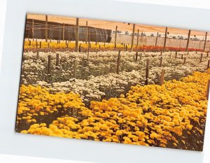 Postcard A Shade House of Pompon Chrysanthemums, Florida