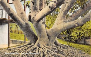 Giant Rubber Tree Bermuda 1938 