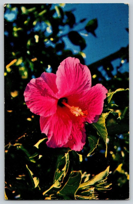 Postcard Hibiscus Flower - Hawaii