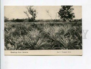 3172172 GREETINGS from JAMAICA Pineapple Grove Old postcard