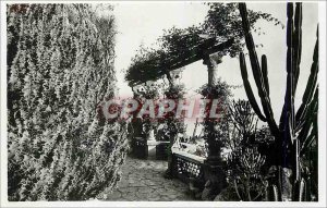 Modern Postcard Monaco Exotic Gardens Euphirbes grandicornis