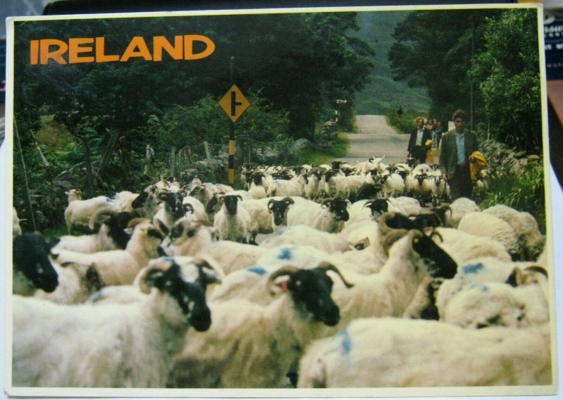 Ireland Driving Sheep - posted