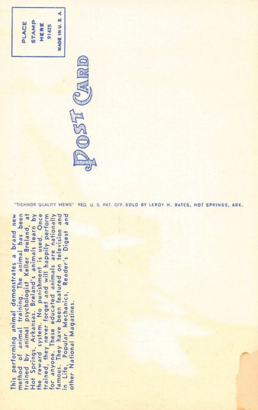 LPD25   Duck Playing Piano Music,   Postcard