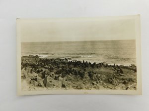 Cow Seals Hauled Out Alaska Cute Little Fat Seals Vintage Postcard RPPC Sawyer