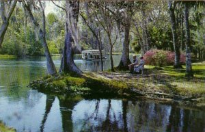 Glass Bottom Boat, Silver River, Silver Springs, Florida, Vintage 1961 Postcard