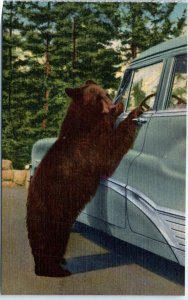 Postcard - Holdup Bear in Yellowstone National Park, USA, North America