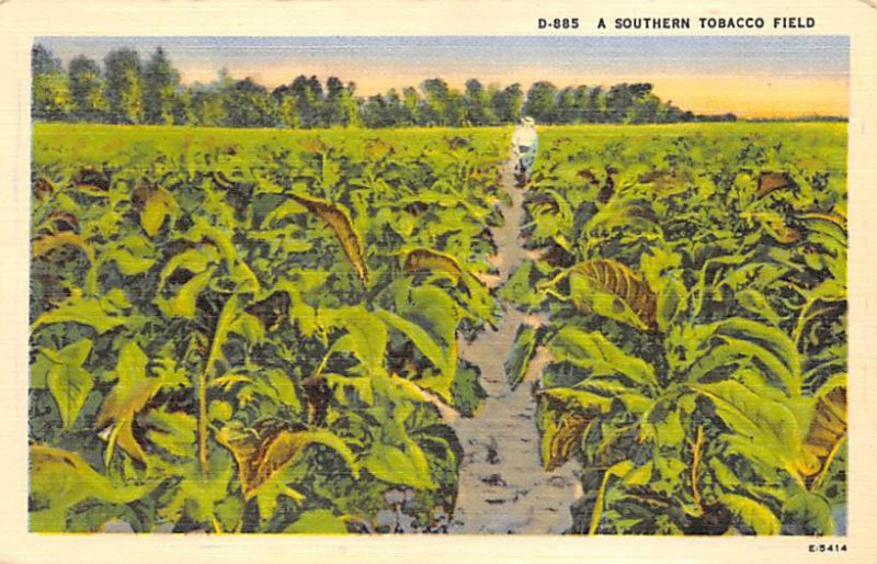 Southern Tobacco Field Tobacco Unused 