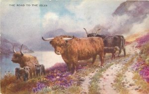Postcard UK Scotland Highland Angus Cattle Valentine #4723 C-1910  22-13013