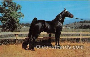 Champion Walking Horse Photo by Joyce L Haynes Unused 