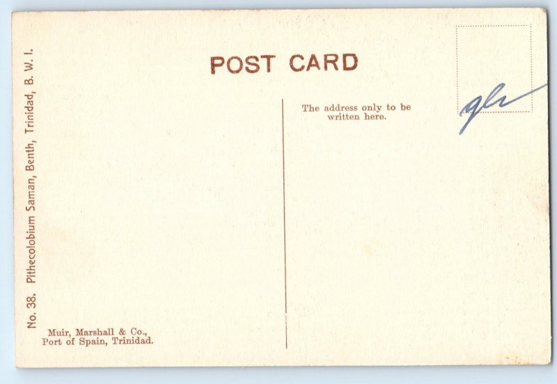 Trinidad and Tobago B.W.I Postcard Pithecolobium Saman Benth c1910 Antique