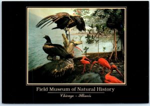 Postcard - Scarlet Ibis and Horned Screamer, Field Museum Of Natural History, IL