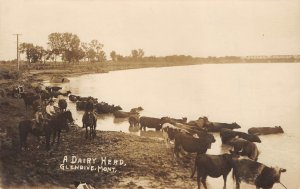 RPPC GLENDIVE, MONTANA Dairy Herd Cows Cattle Cowboys Antique Photo ca 1910s