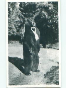 old rppc LARGE BEAR Yosemite National Park - Near Stockton & Modesto CA i8998