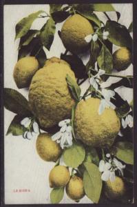 Lemons Postcard 