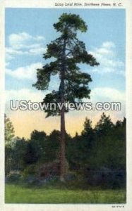 Long Leaf Pine - Southern Pines, North Carolina NC  