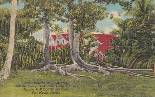 Florida Fort Myers Moreton Bay Pig Tree With The Henry Ford Home InThe Henry ...