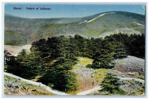 c1910 View of Hills Trees Mountain Cedars of Beirut Lebanon Antique Postcard