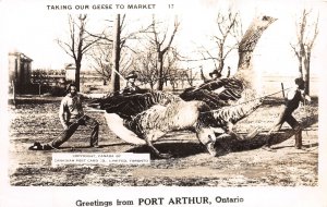 J65/ Port Arthur Ontario Canada RPPC Postcard c1940s Exaggertaion Geese 191