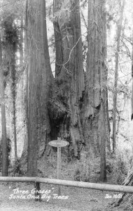 RPPC Three Graces SANTA CRUZ BIG TREES Zan Photo c1940s Vintage Postcard