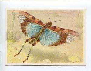 271918 USSR Aristov blue-winged grasshopper oedipoda coerulescens 1990 y card