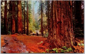 1970's California Redwoods Giants Forest Highways & Pathways Posted Postcard