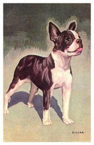 Dog,  Boston Terrier