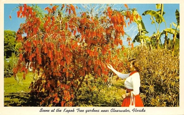 Scene at the Kapok Tree gardens, Near Clearwater Cleawater, Florida