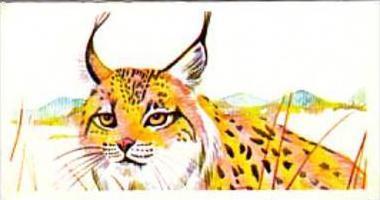 Brooke Bond Tea Trade Card Vanishing Wildlife No 5 Spanish Lynx