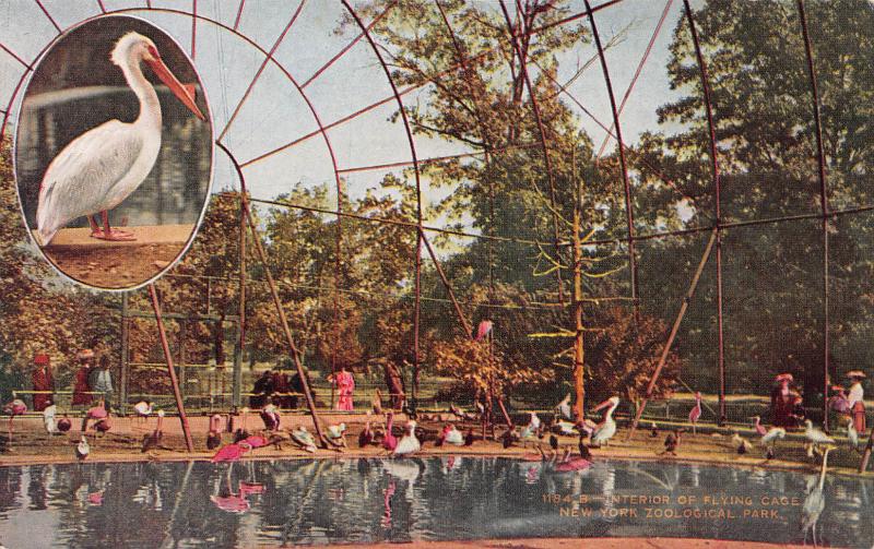 Interior of Flying Cage, New York Zoological Park, Bronx, Early Postcard, Unused