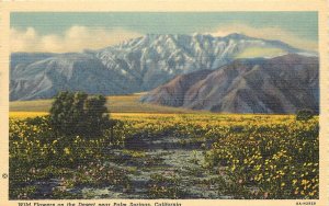 Willard Linen Postcard; Wildflowers Blooming on the Desert near Palm Springs CA