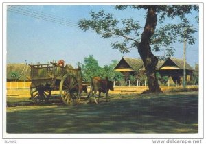 Thailand 60-70s   Bullock-Drawn Wagon, rural Northern Thailand