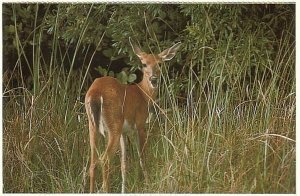 White Tailed Deer, Everglades National Park, Florida, 1986 Chrome Postcard