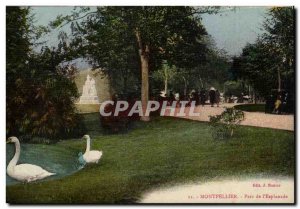 Montpellier - Park of & # 39esplanade - Swan - Old Postcard