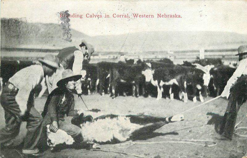 Branding Calves 1911 Cowboy Western Nebraska postcard 2141