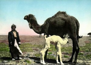 iraq, Camel feeding her Young (1955) Eldorado Studio RPPC