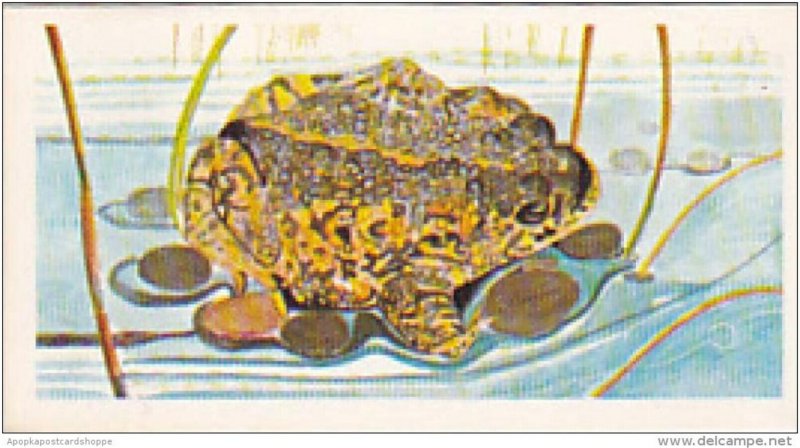 Brooke Bond Vintage Trade Card Vanishing Wildlife 1978 No 4 Natterjack Toad