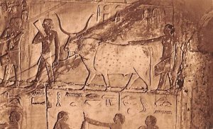 Ancient Markings Egypt Postcard.