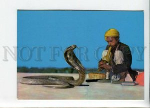 3164948 India SNAKE CHARMER old photo postcard