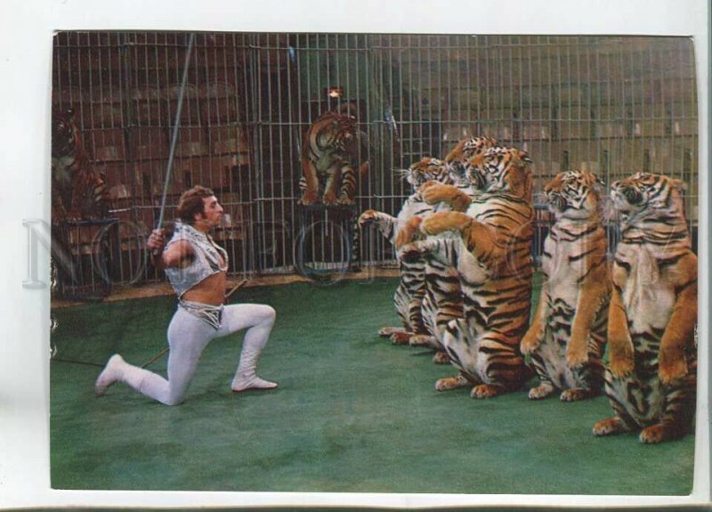 480953 1979 Soviet circus attraction trained tigers tamer Stepan Denisov Planeta