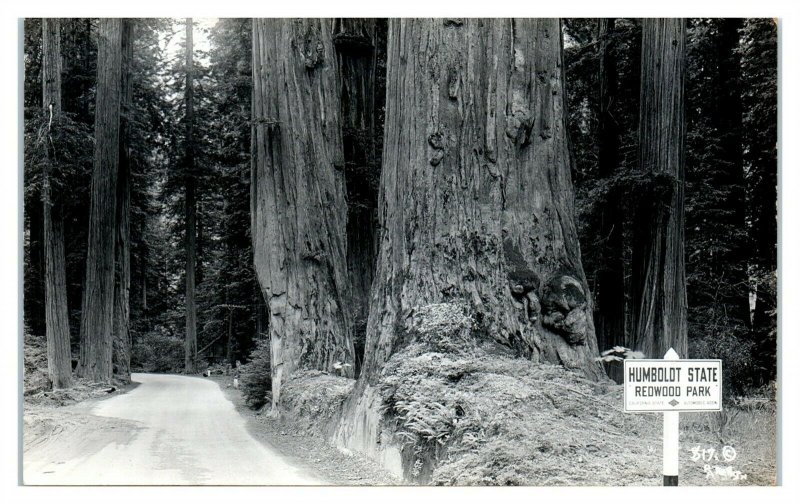 RPPC Humboldt State Redwood Park, CA Real Photo Postcard *6S(4)16