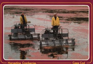 Postcard Harvesting Cranberries Red-Ripe Sour Berries Cape Cod Massachusetts MA