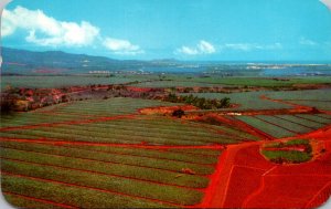 Hawaii Oahu Dole Pineapple Fields 1961