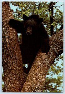 1960 Jackson New Jersey NJ Vintage Postcard Playful American Black Bear Romps