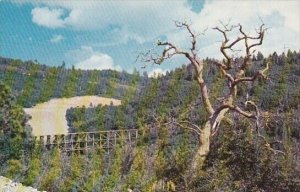 Scenic Highway 83 Approaching Clodcroft New Mexico