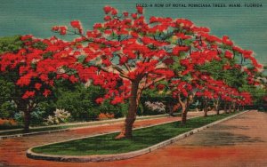 Vintage Postcard 1941 Row of Royal Poinciana Trees Red Flowers Miami Florida FL