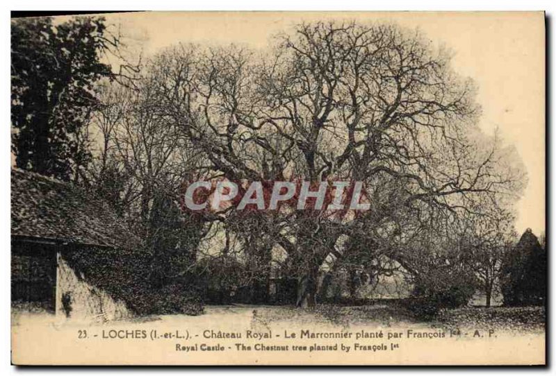 Postcard Old Tree Loches Chateau Royal Horse chestnut plant by Francois 1er