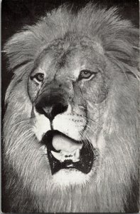 Menelik African Lion, Ringling Bros Barnum Bailey Circus Vintage Postcard D64